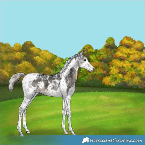 Horse Color:Gray Silver Smoky Black Splash Tobiano 