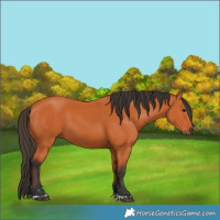 Horse Color:Bay 
