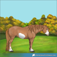 Horse Color:Chestnut Frame