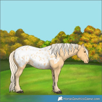 Horse Color:Palomino Blanket 