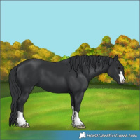 Horse Color:Black 
