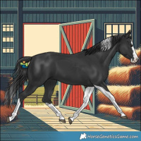 Horse Color:Black Splash Tobiano 
