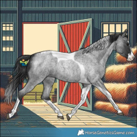 Horse Color:Blue Roan Splash Tobiano 