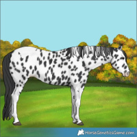 Horse Color:Black Tobiano Near Leopard 