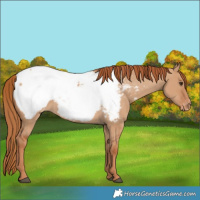Horse Color:Red Dun Snowcap