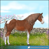 Horse Color:Chestnut Splash Tobiano 