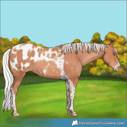 Horse Color:Silver Amber Champagne Tobiano Frame Appaloosa