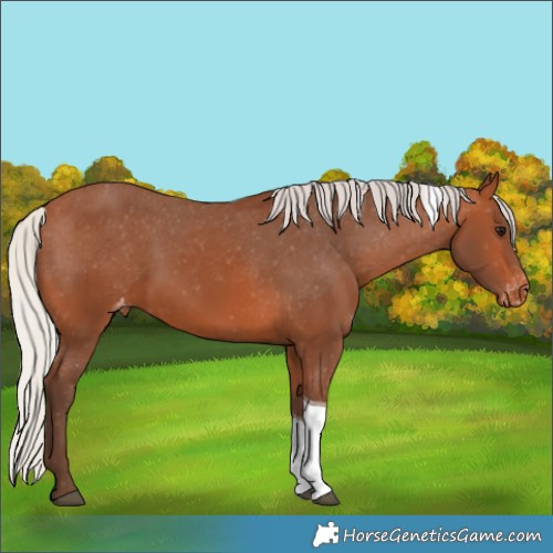 Horse Color:Silver Bay Tobiano Appaloosa 