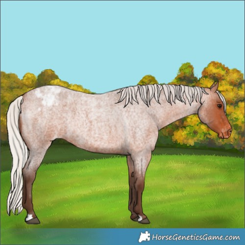Horse Color:Silver Bay Roan Appaloosa Rabicano