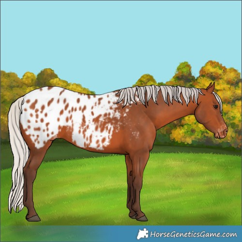 Horse Color:Silver Bay Appaloosa 