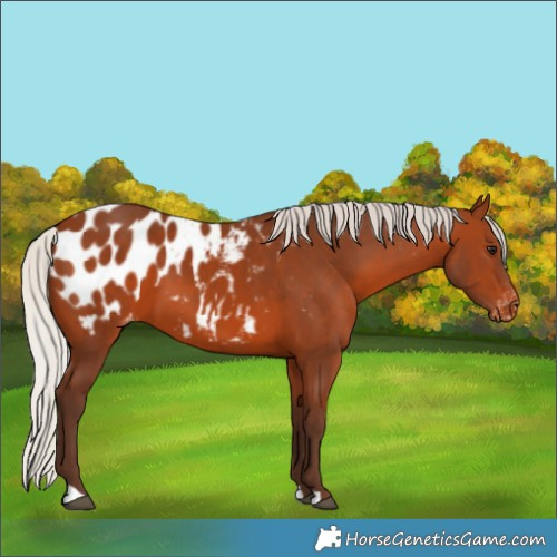 Horse Color:Silver Brown Appaloosa 
