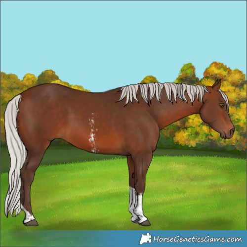 Horse Color:Silver Brown Sabino Tobiano 