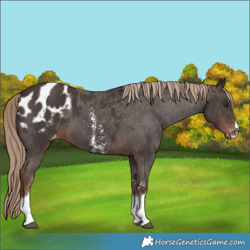 Horse Color:Liver Chestnut Sabino Tobiano Appaloosa 