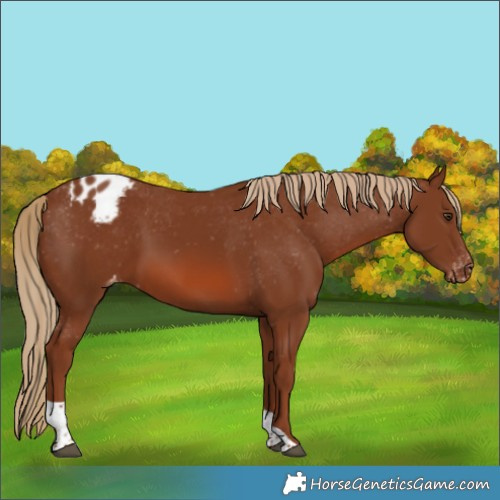 Horse Color:Chestnut Tobiano Appaloosa 