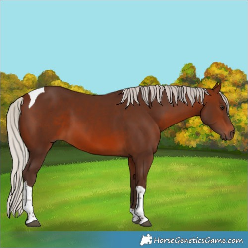 Horse Color:Silver Brown Tobiano 
