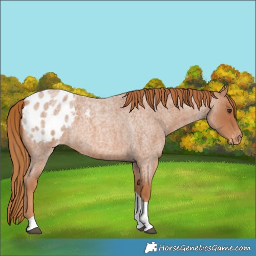 Horse Color:Red Roan Tobiano Appaloosa 