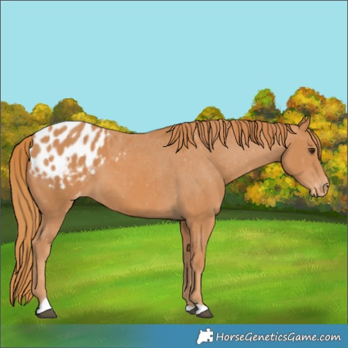 Horse Color:Chestnut Tobiano Appaloosa 
