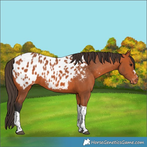 Horse Color:Bay Tobiano Appaloosa 