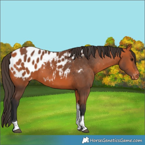 Horse Color:Bay Tobiano Appaloosa 