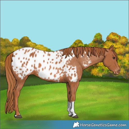 Horse Color:Chestnut Sabino Tobiano Appaloosa 