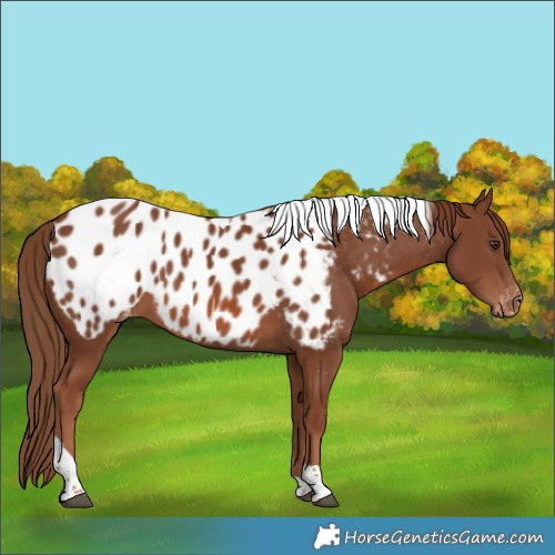 Horse Color:Chestnut Tobiano Appaloosa 