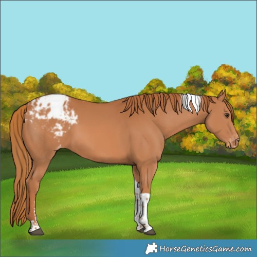 Horse Color:Chestnut Sabino Tobiano Appaloosa 