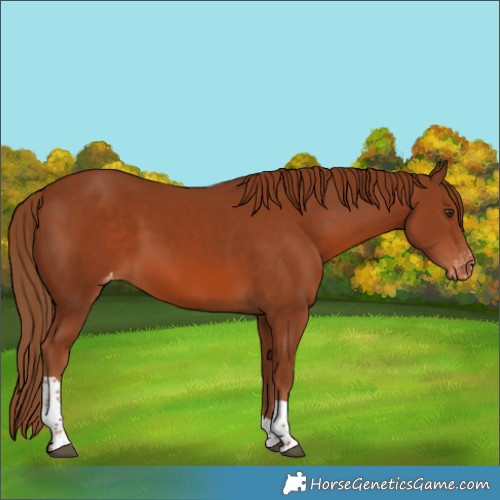 Horse Color:Chestnut Tobiano Appaloosa 
