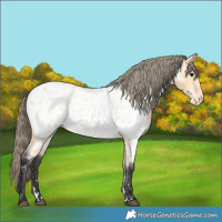 Horse Color:Buckskin Near Leopard 