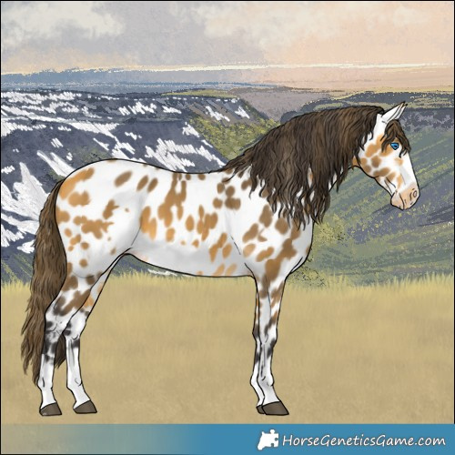 Horse Color:Buckskin Frame Appaloosa 