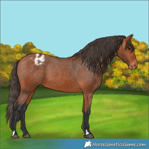 Horse Color:Bay Appaloosa 