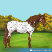 Horse Color:Chestnut Appaloosa 