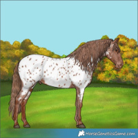 Horse Color:Chestnut Near Leopard 