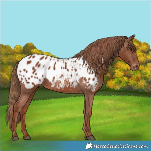 Horse Color:Chestnut Appaloosa