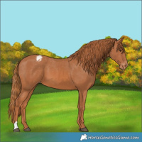 Horse Color:Chestnut Appaloosa 