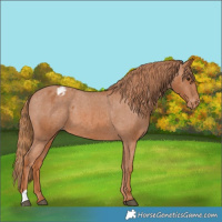Horse Color:Chestnut Appaloosa 