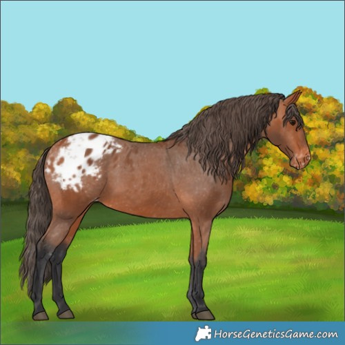 Horse Color:Bay Appaloosa 