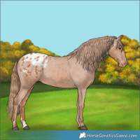 Horse Color:Chestnut Blanket 