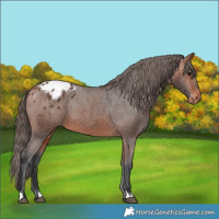 Horse Color:Bay Blanket 