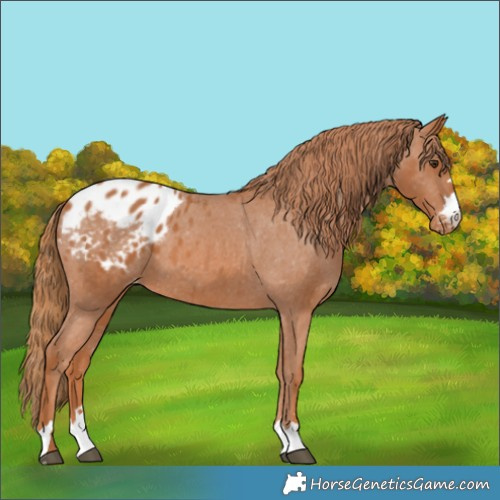 Horse Color:Chestnut Appaloosa
