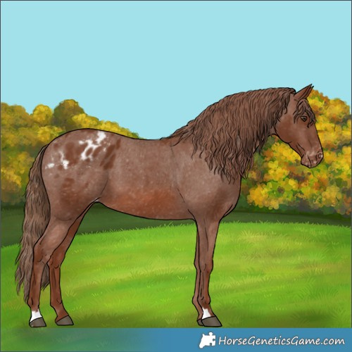 Horse Color:Chestnut Appaloosa 