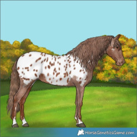 Horse Color:Chestnut Appaloosa 