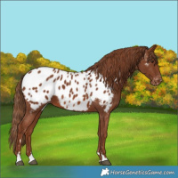 Horse Color:Chestnut Appaloosa 