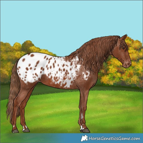 Horse Color:Chestnut Appaloosa 