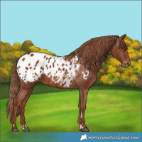 Horse Color:Chestnut Blanket 