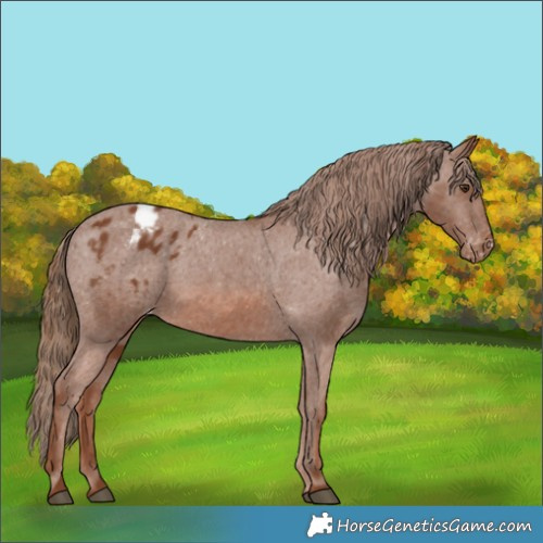Horse Color:Chestnut Appaloosa 