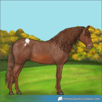 Horse Color:Chestnut Appaloosa 