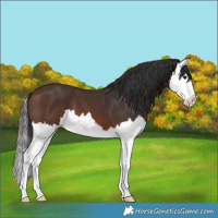 Horse Color:Brown Splash