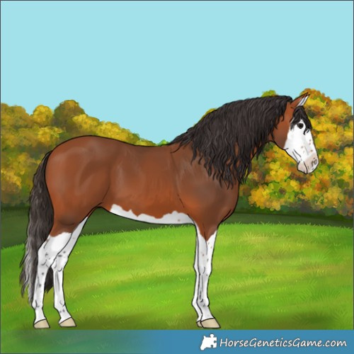 Horse Color:Bay Splash 