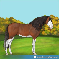Horse Color:Bay Splash 