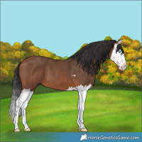 Horse Color:Bay Splash 